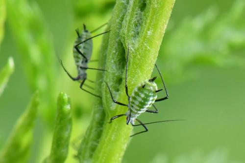 Macrosiphoniella tanacetaria